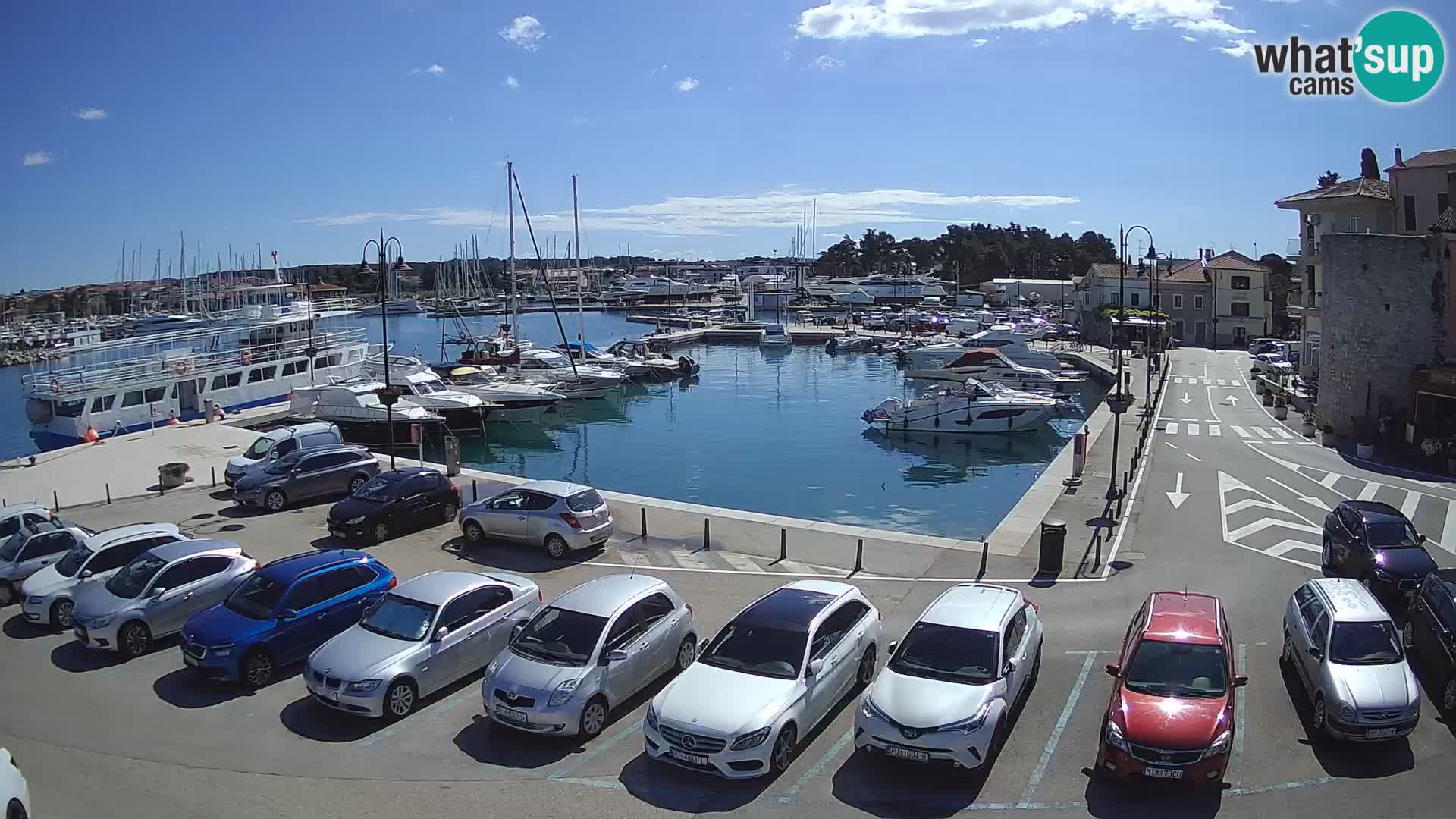 Novigrad | Porporela marina