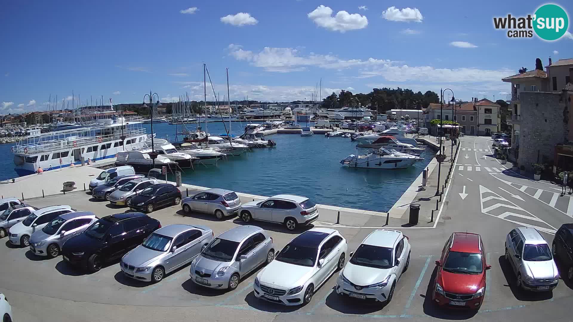 Novigrad | Porporela marina