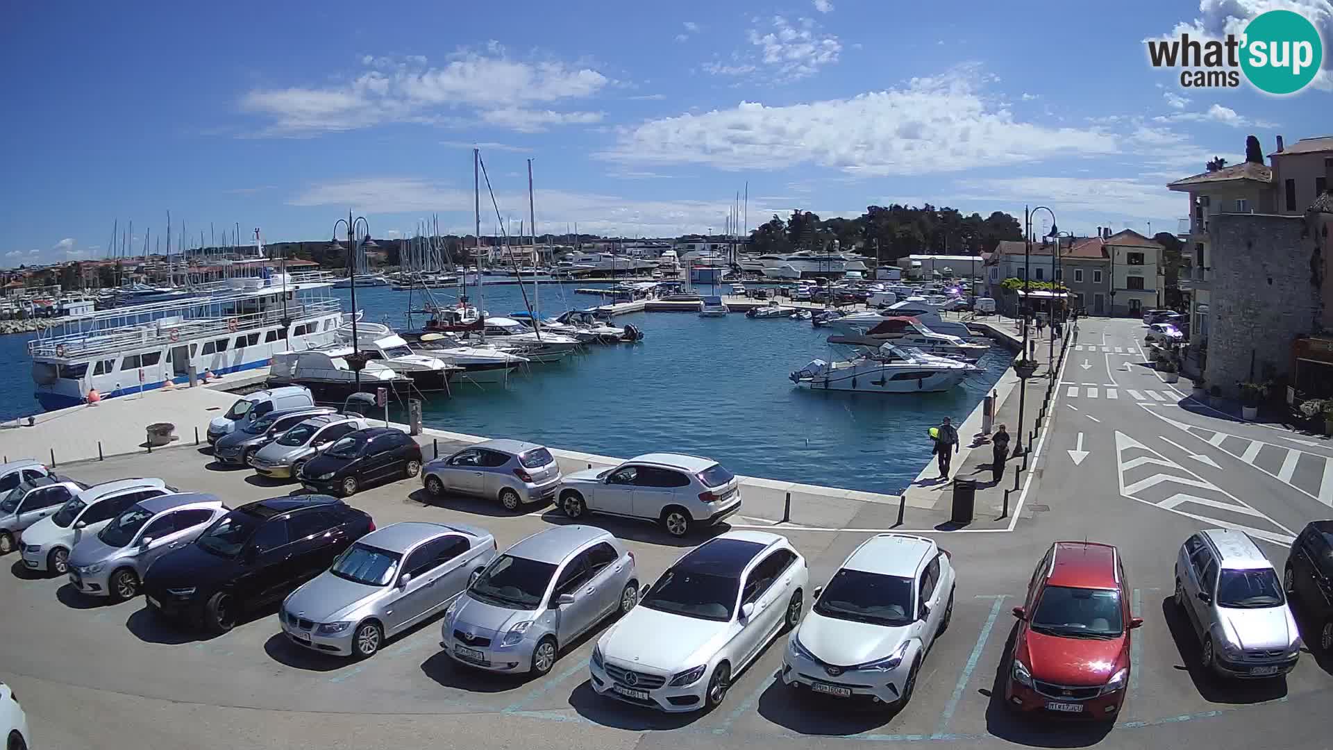 Novigrad | Porporela marina