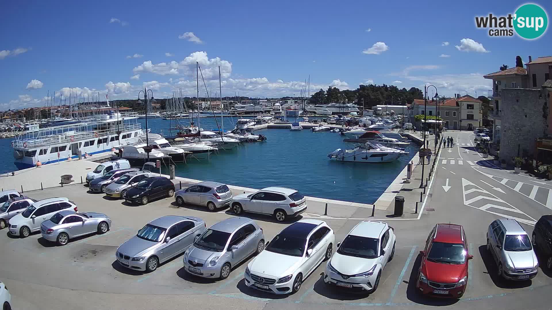 Novigrad | Porporela marina