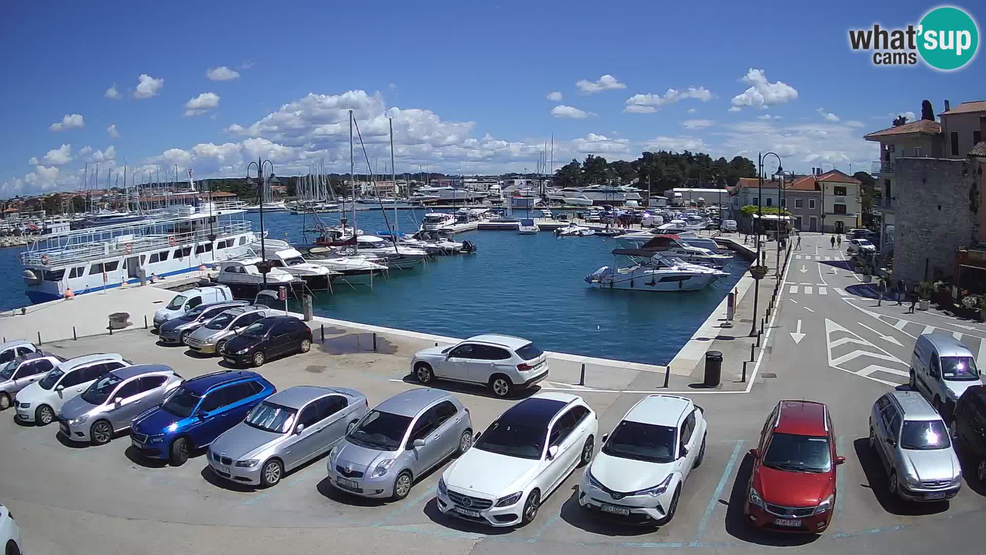 Novigrad | Porporela marina