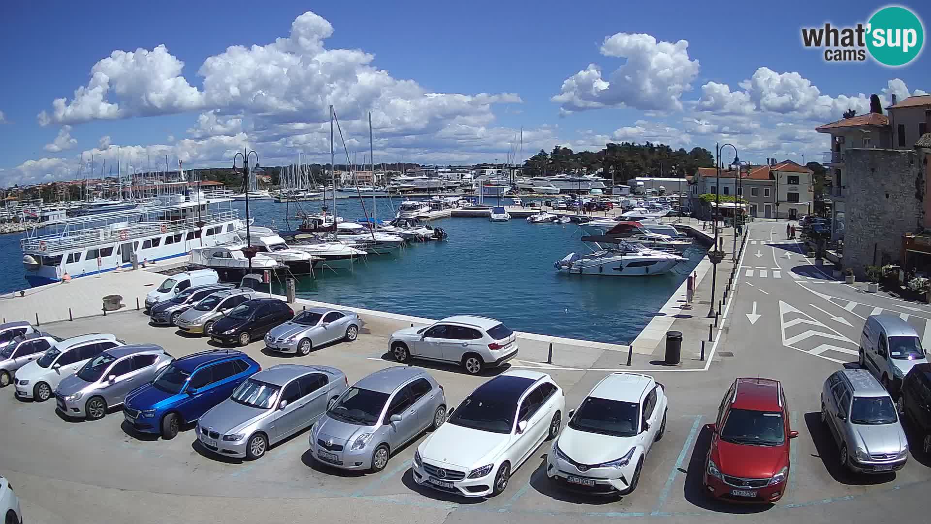 Novigrad | Porporela marina