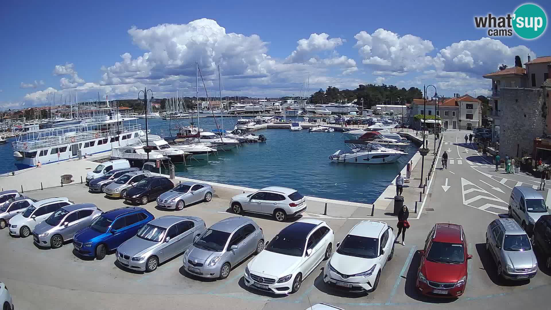 Novigrad | Porporela marina