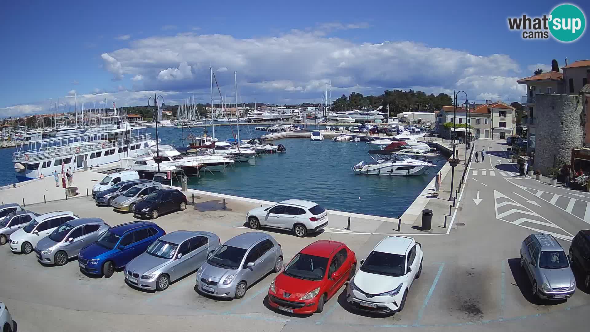 Novigrad | Porporela marina