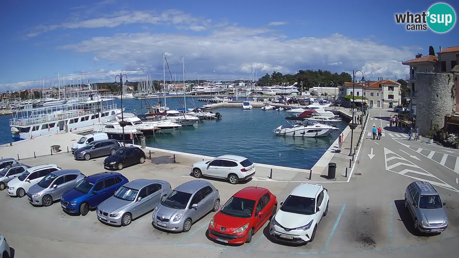 Novigrad | Porporela marina