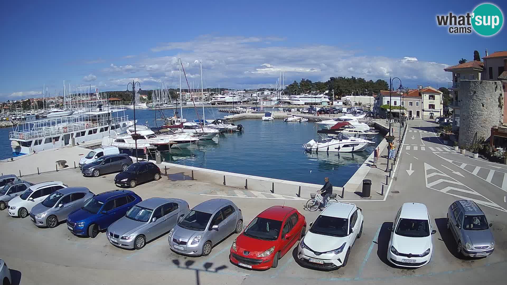 Novigrad | Porporela marina