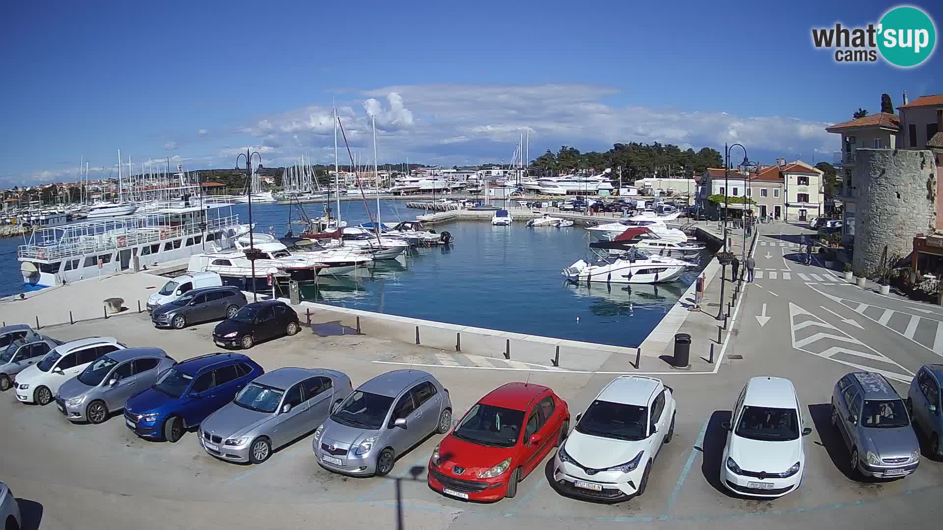 Novigrad | Porporela marina