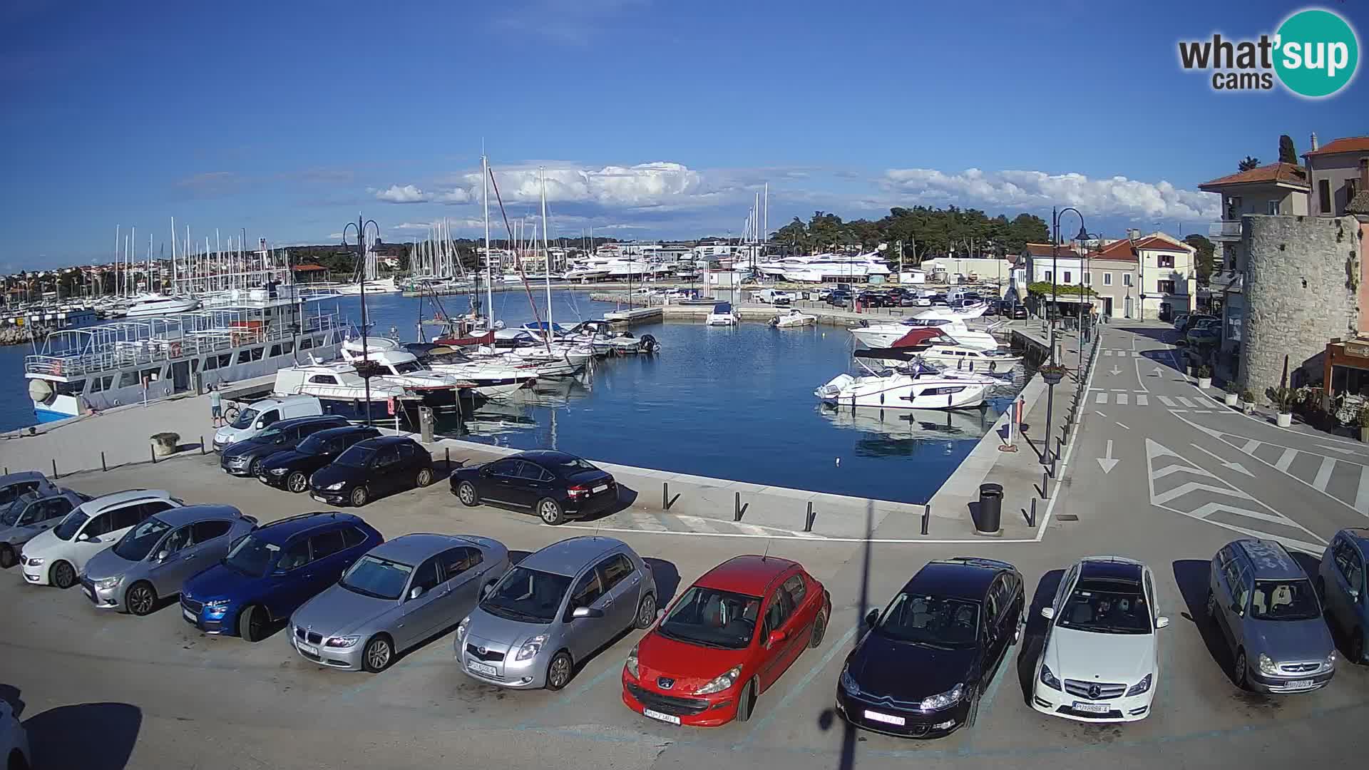 Novigrad | Porporela marina