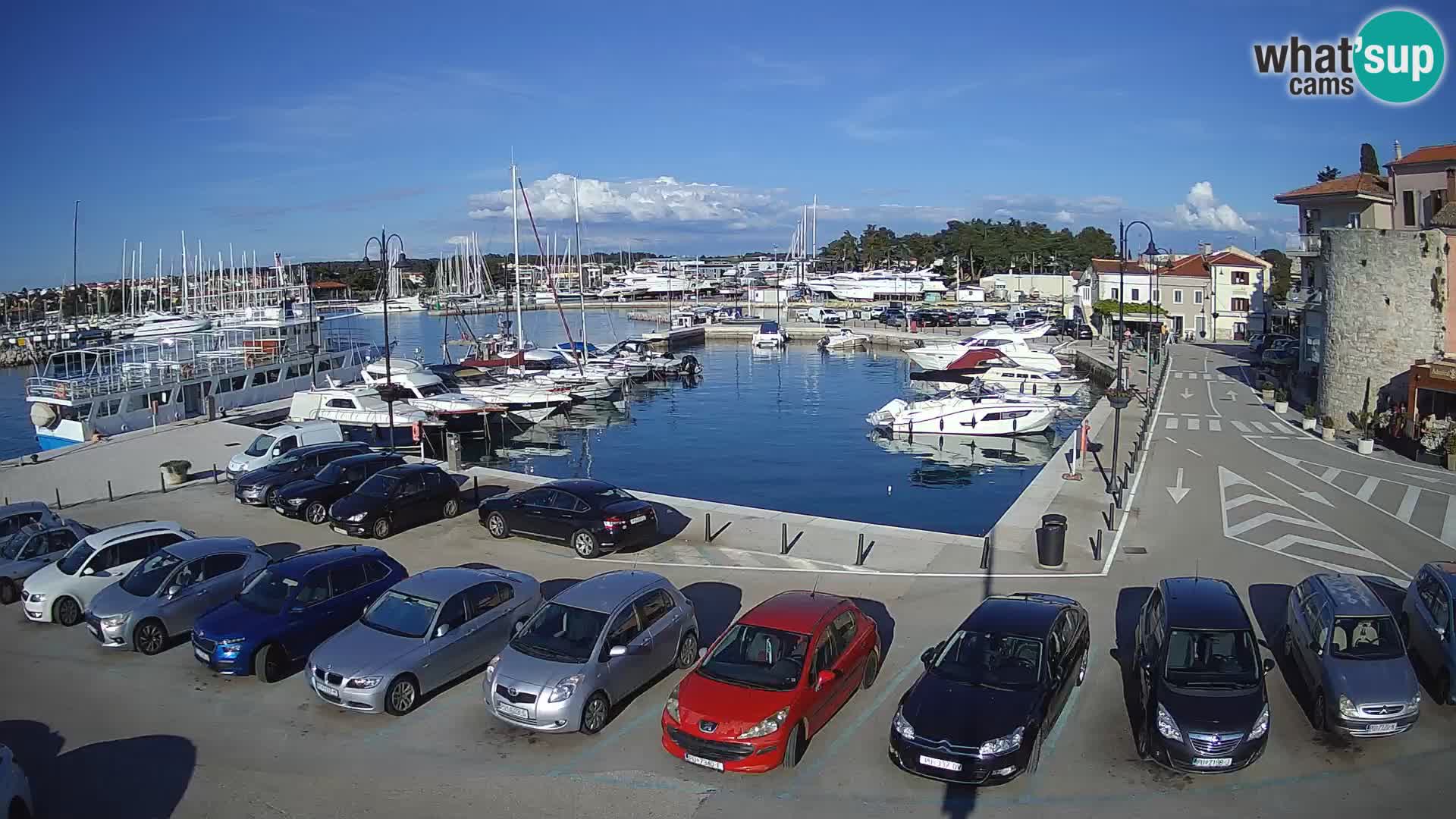 Novigrad | Porporela marina