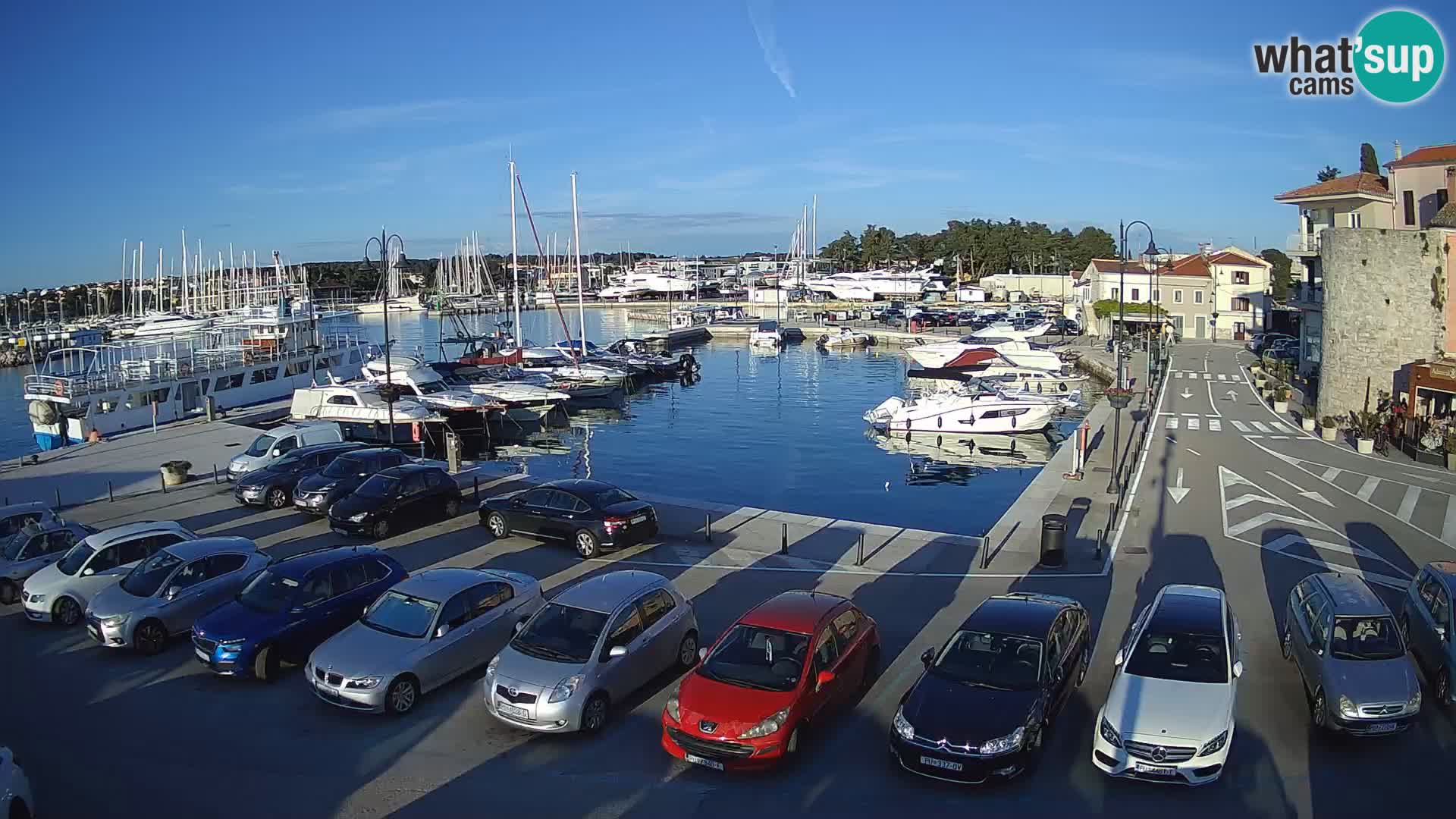 Novigrad | Porporela marina