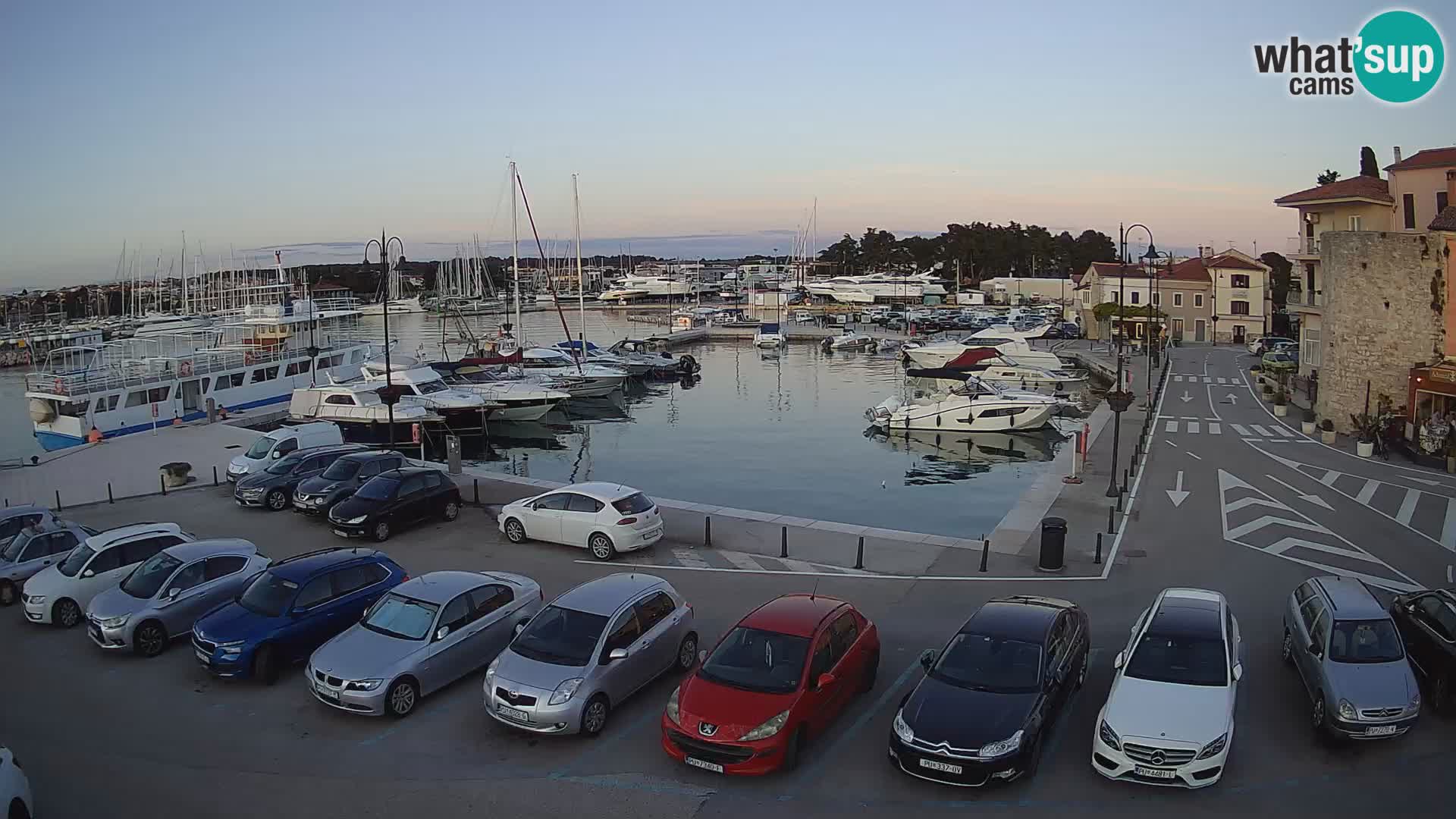 Novigrad | Porporela marina