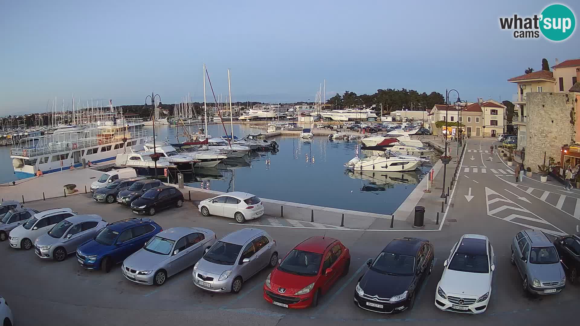 Novigrad | Porporela marina