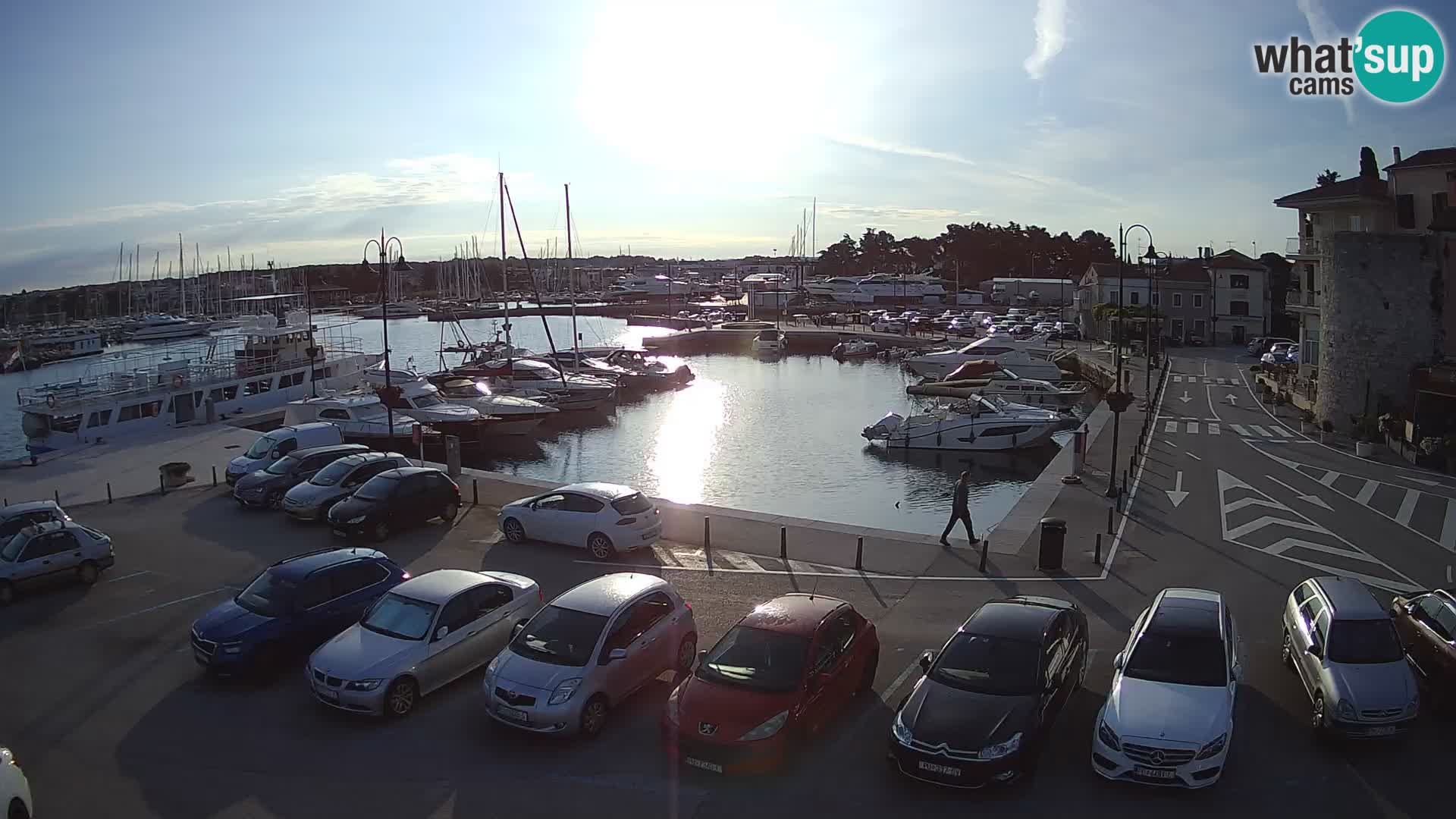 Novigrad | Porporela marina