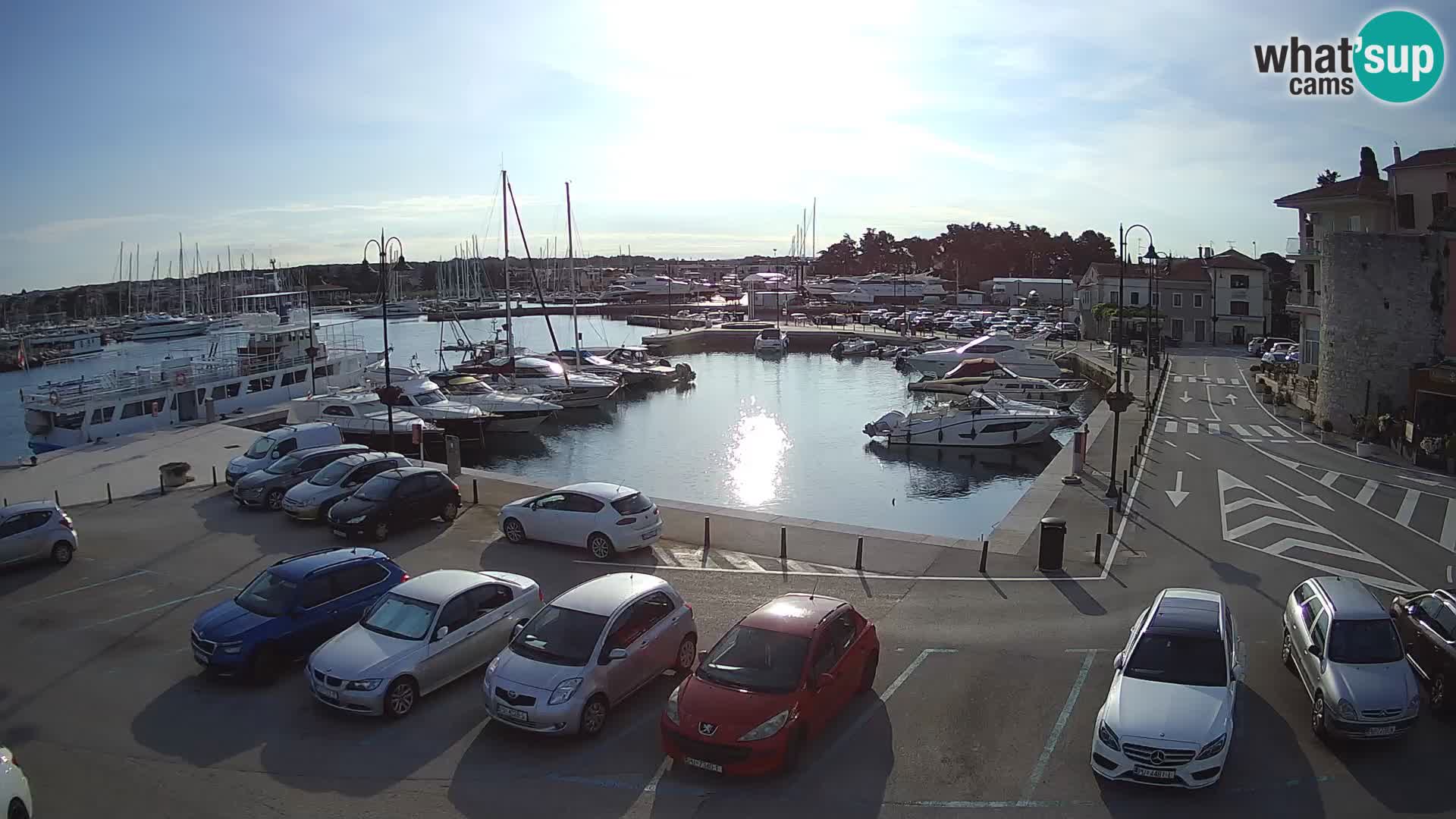 Novigrad | Porporela marina