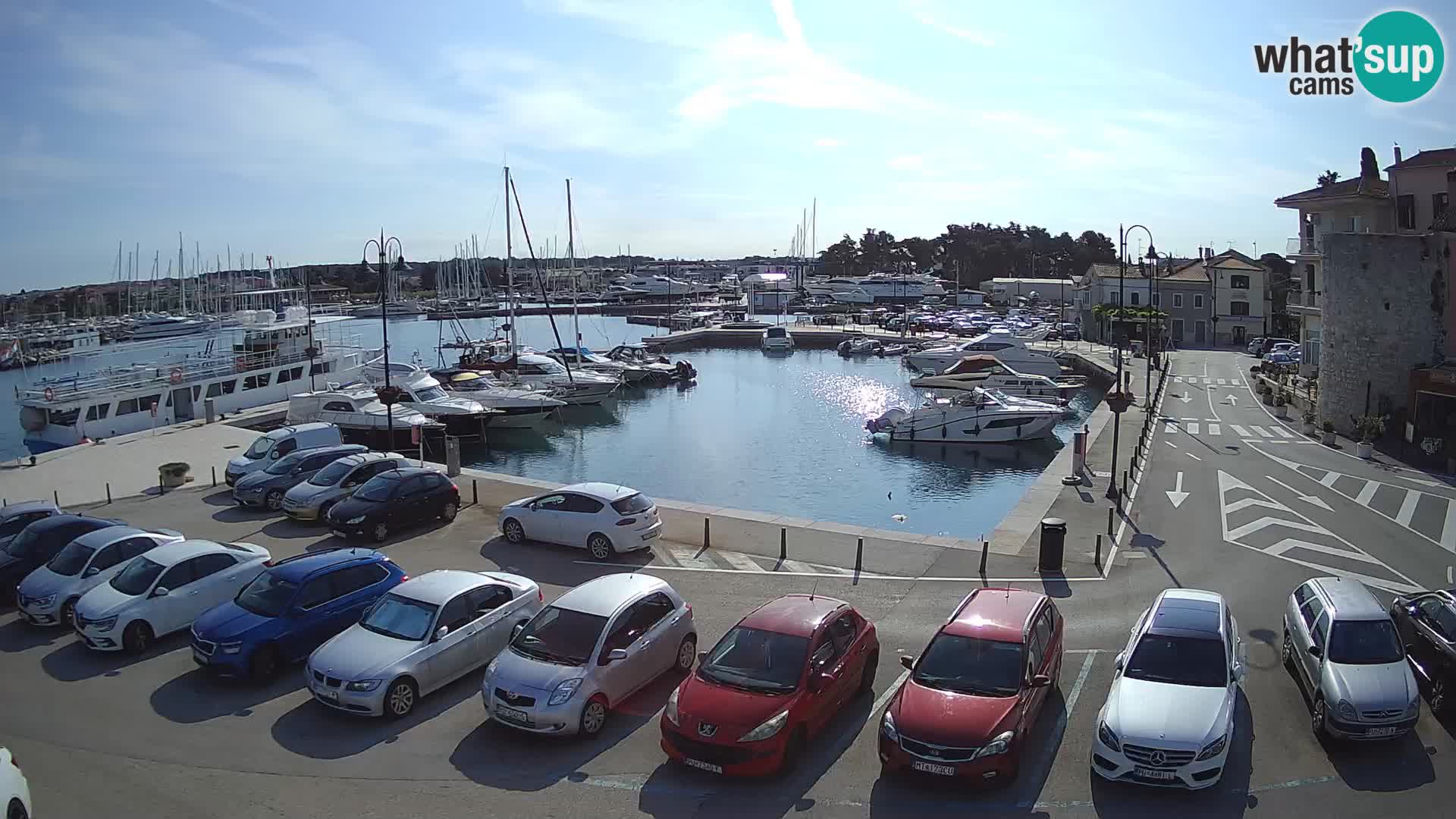 Novigrad | Porporela marina
