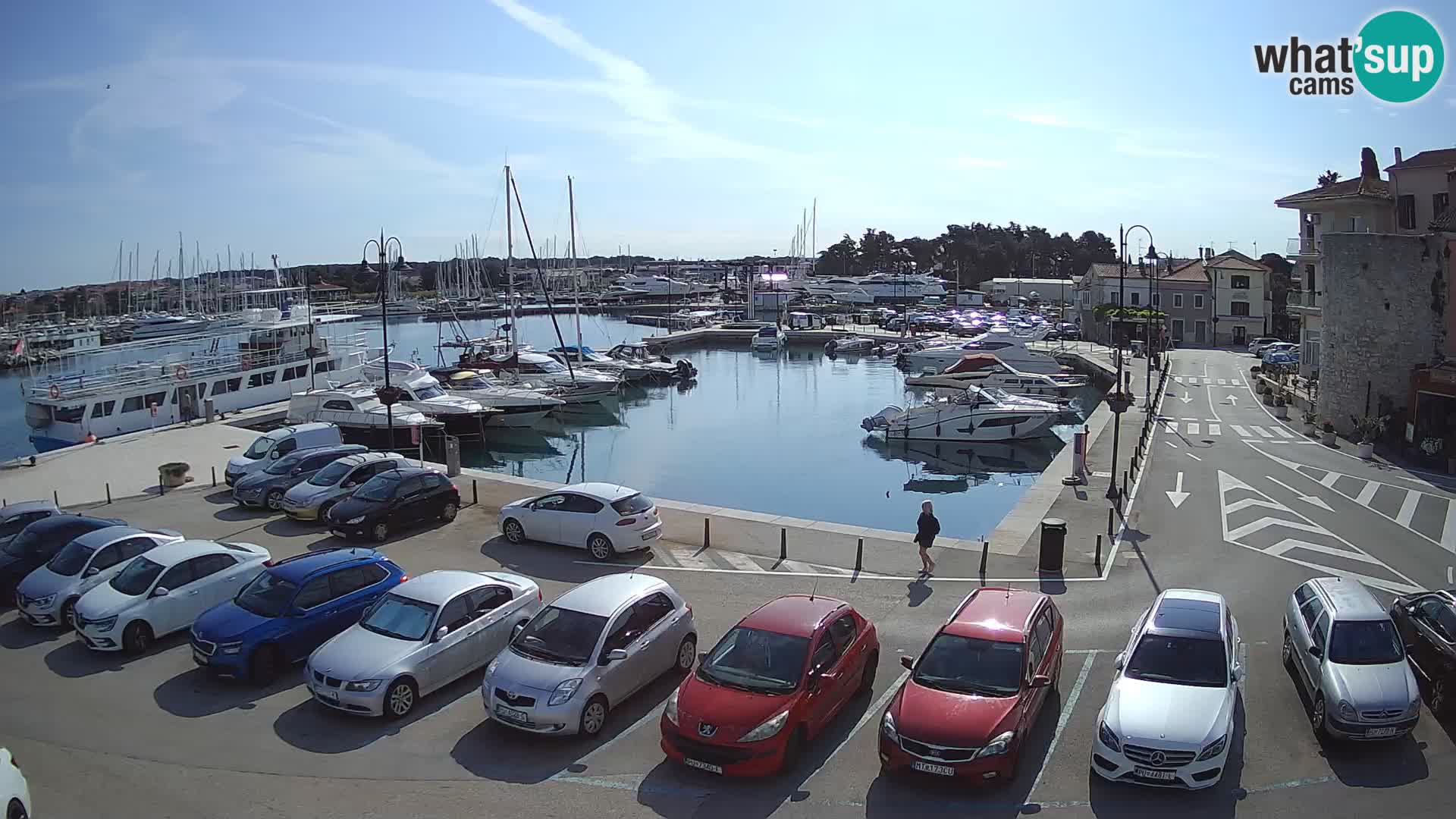 Novigrad | Porporela marina