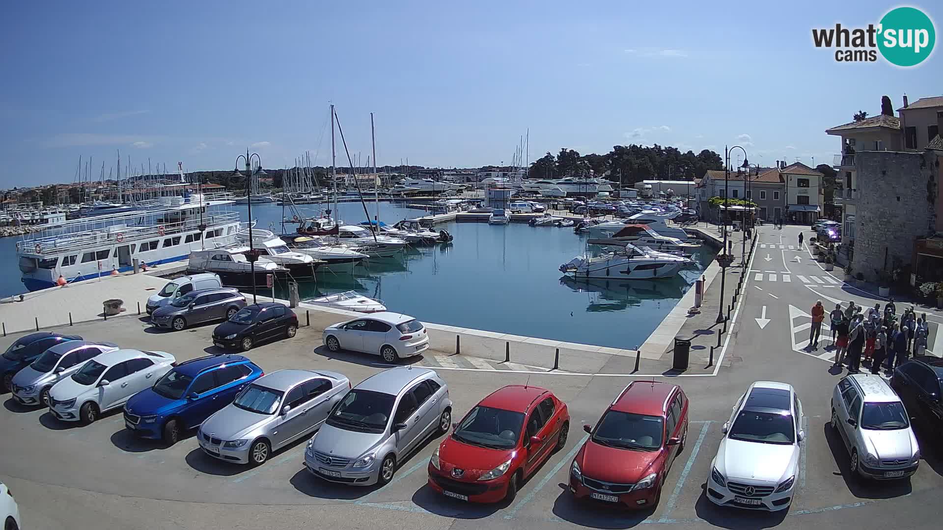 Novigrad | Porporela marina