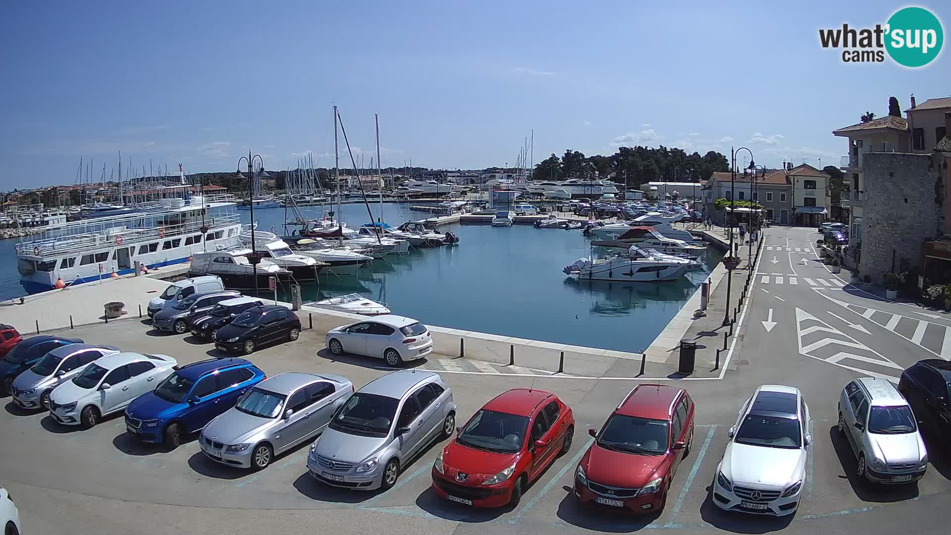 Novigrad | Porporela marina