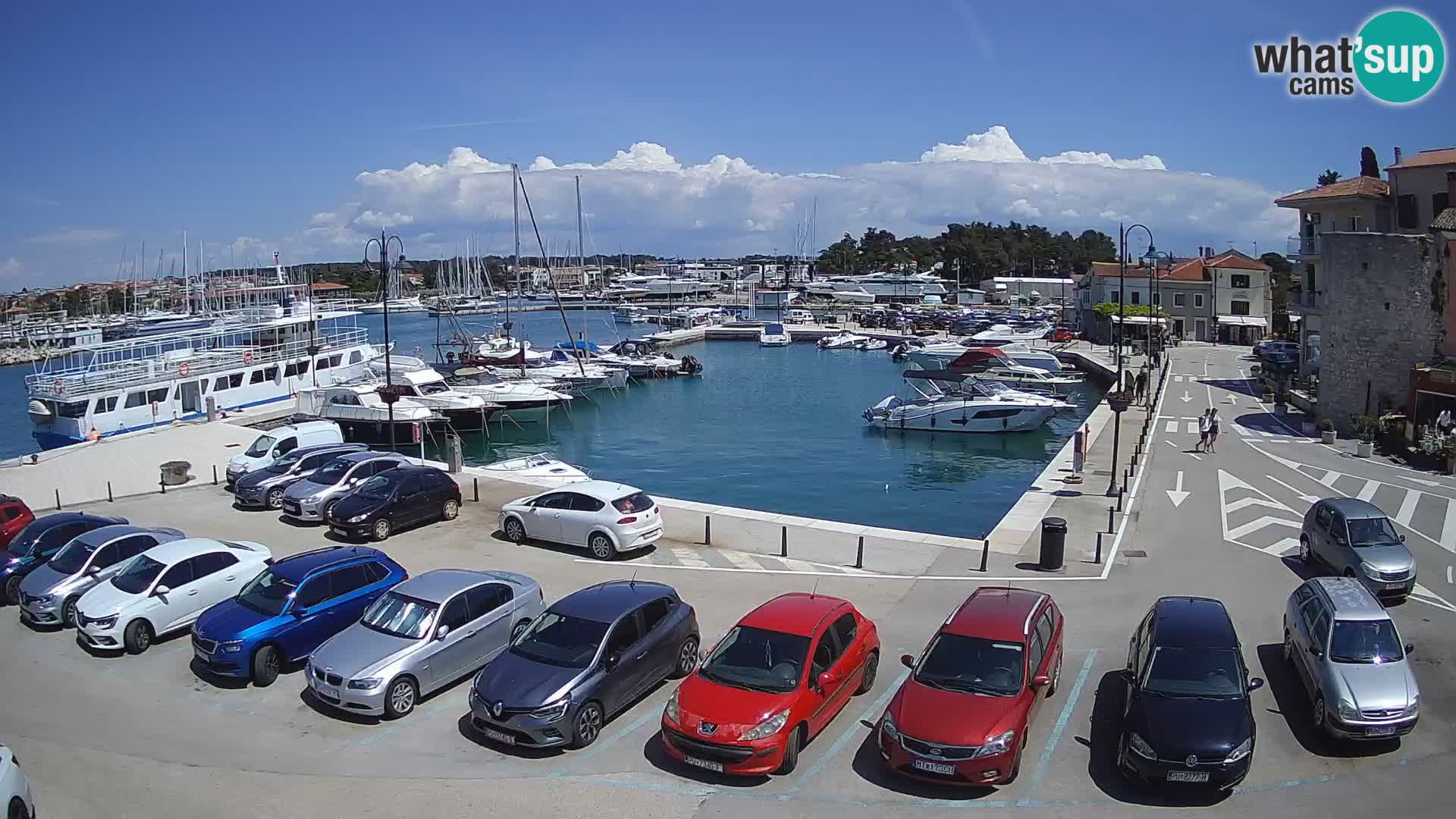 Novigrad | Porporela marina