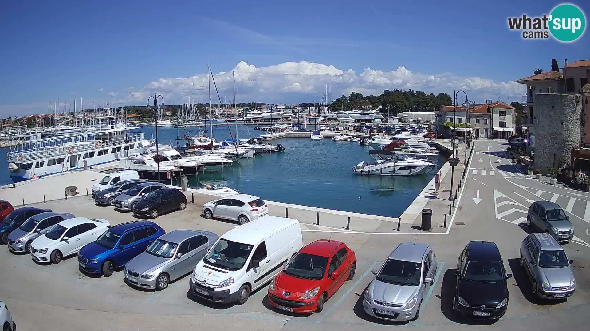 Novigrad | Porporela marina