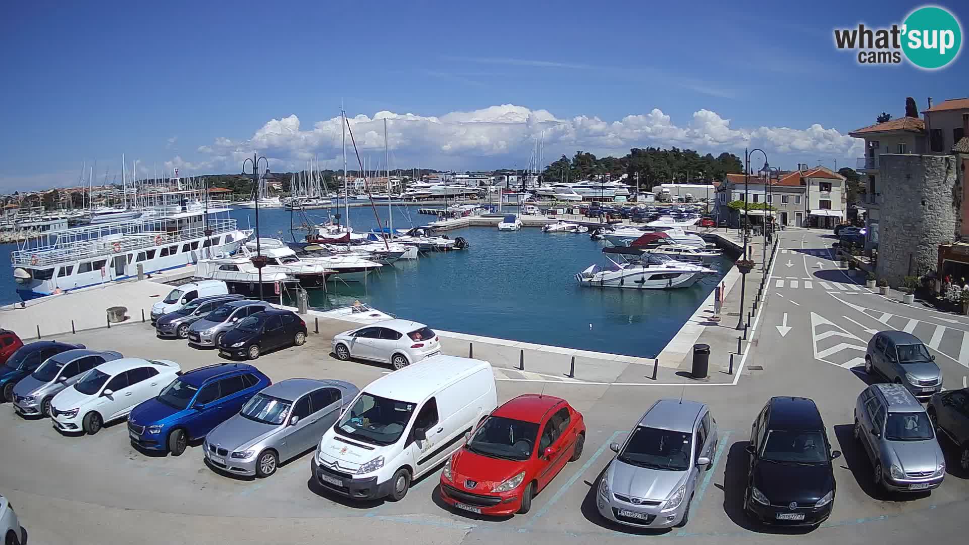 Novigrad | Porporela marina