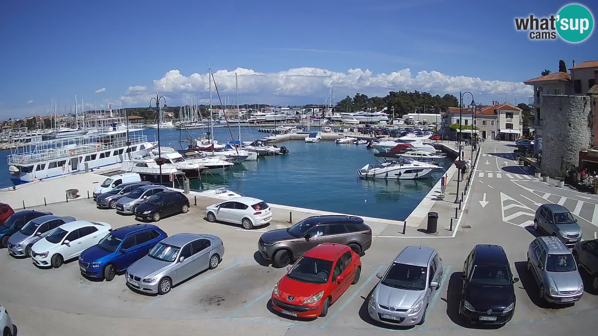 Novigrad | Porporela marina