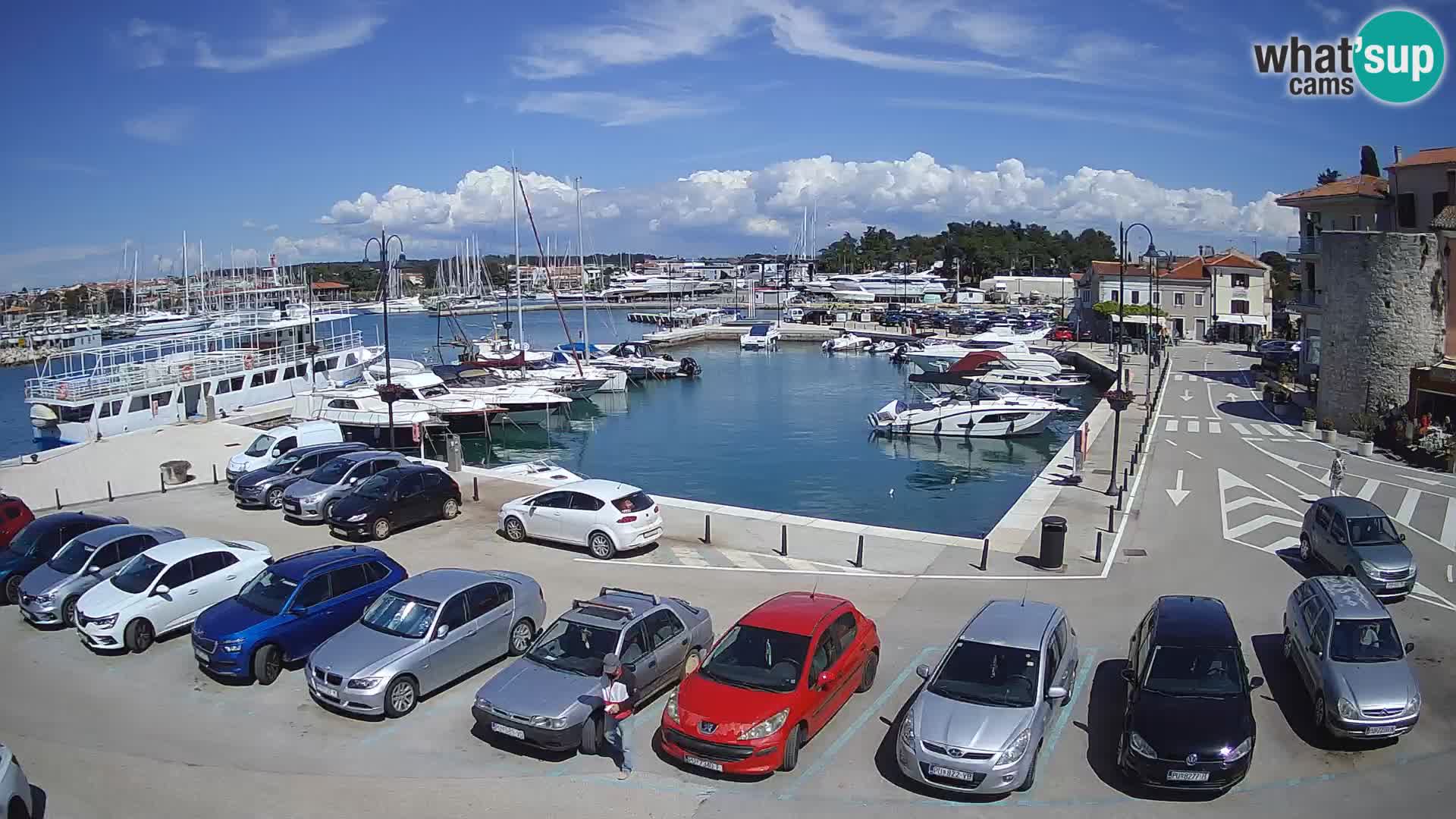 Novigrad | Porporela marina