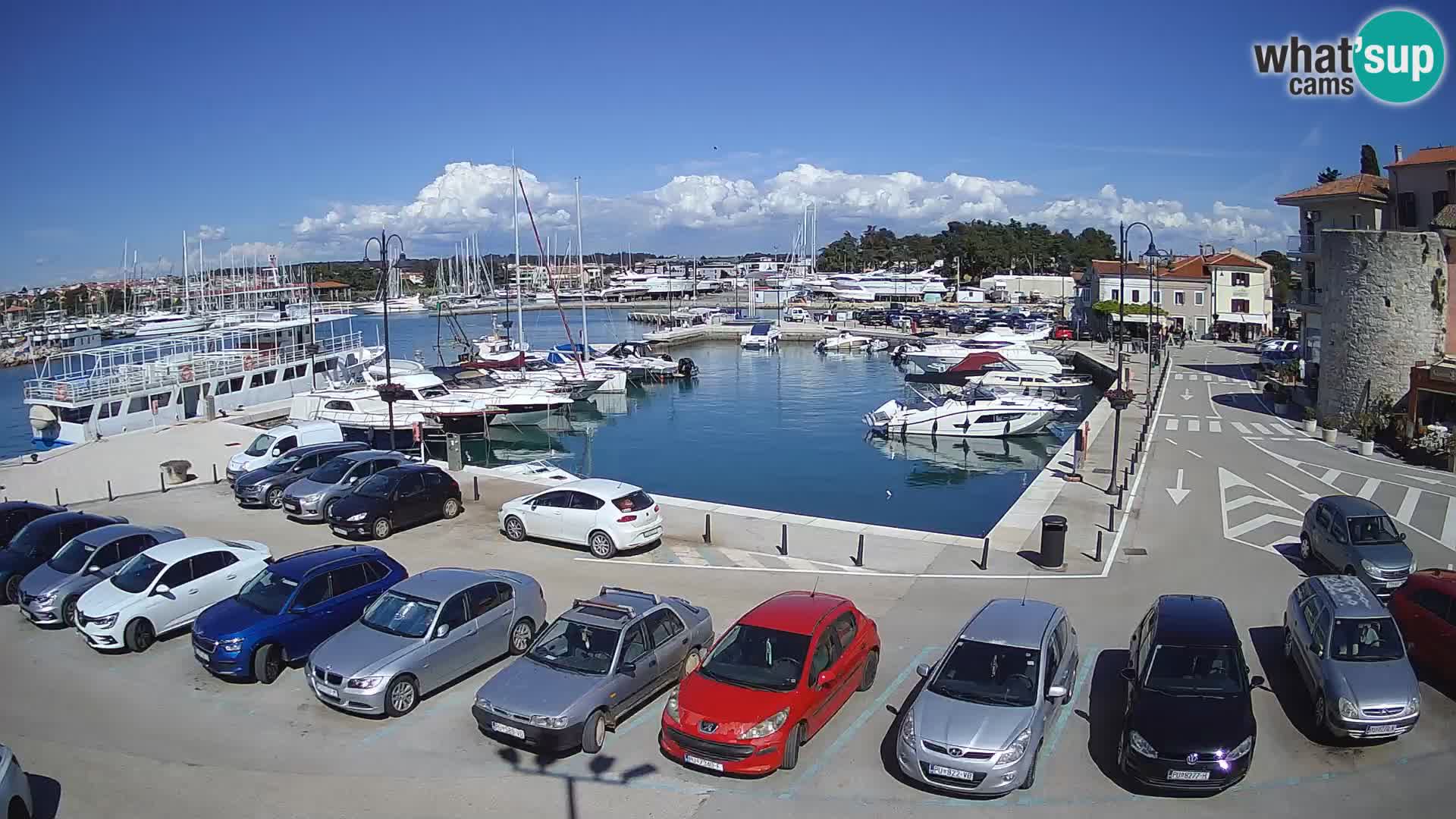 Novigrad | Porporela marina