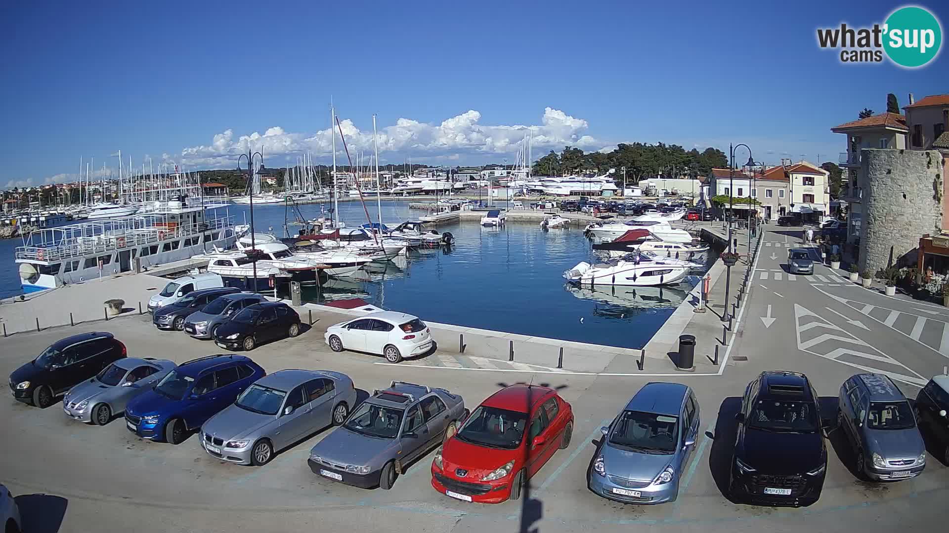 Novigrad | Porporela marina