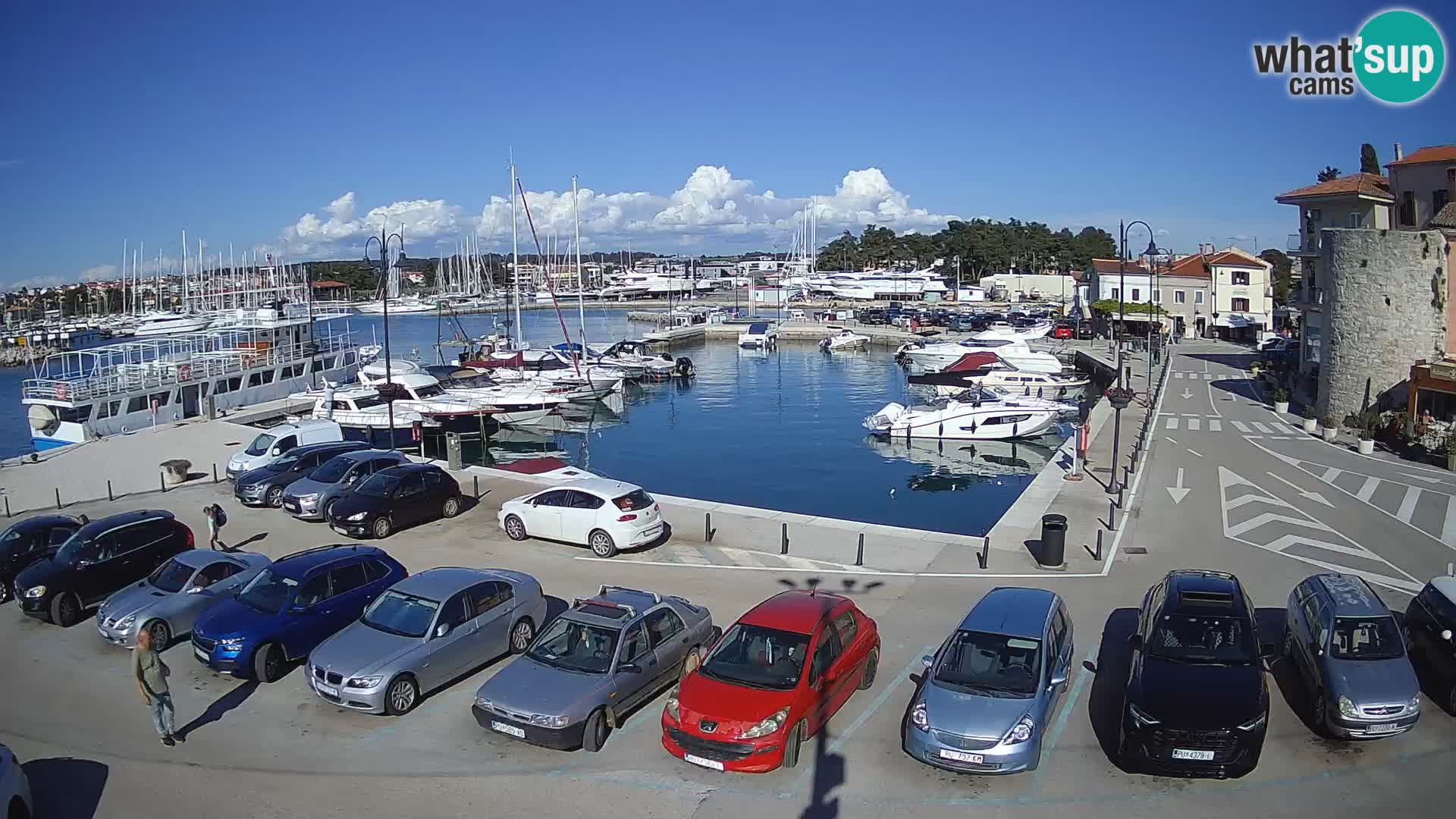 Novigrad | Porporela marina