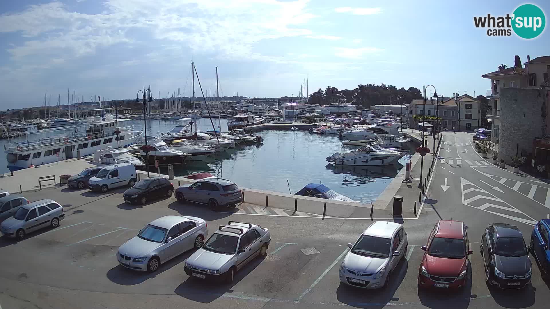 Novigrad | Porporela marina
