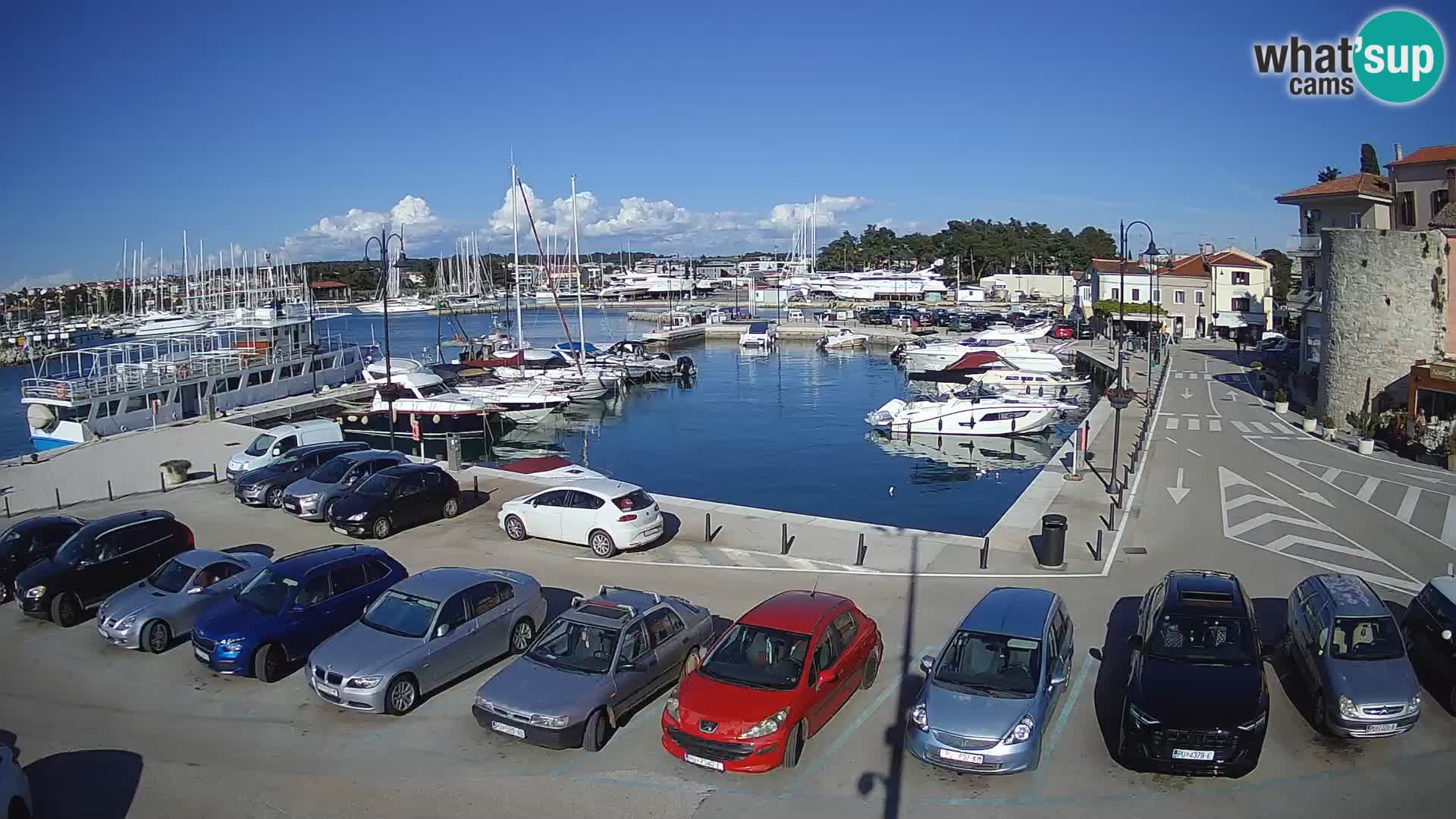 Novigrad | Porporela marina
