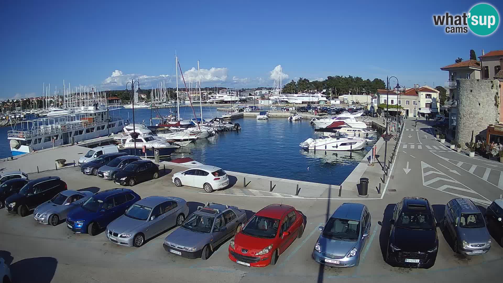 Novigrad | Porporela marina