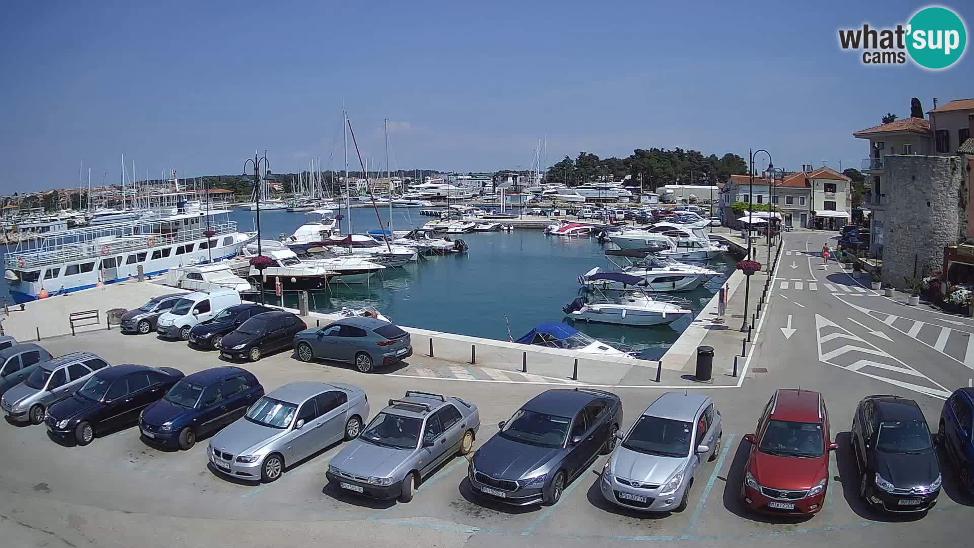 Novigrad | Porporela marina