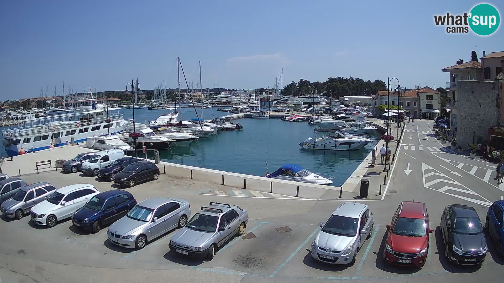 Novigrad | Porporela marina