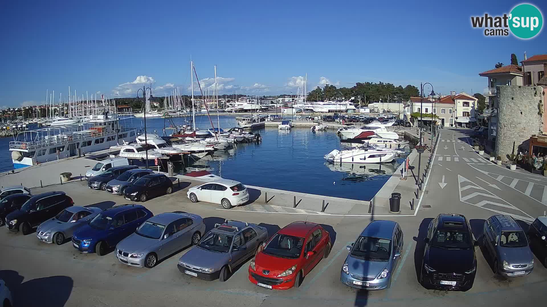 Novigrad | Porporela marina