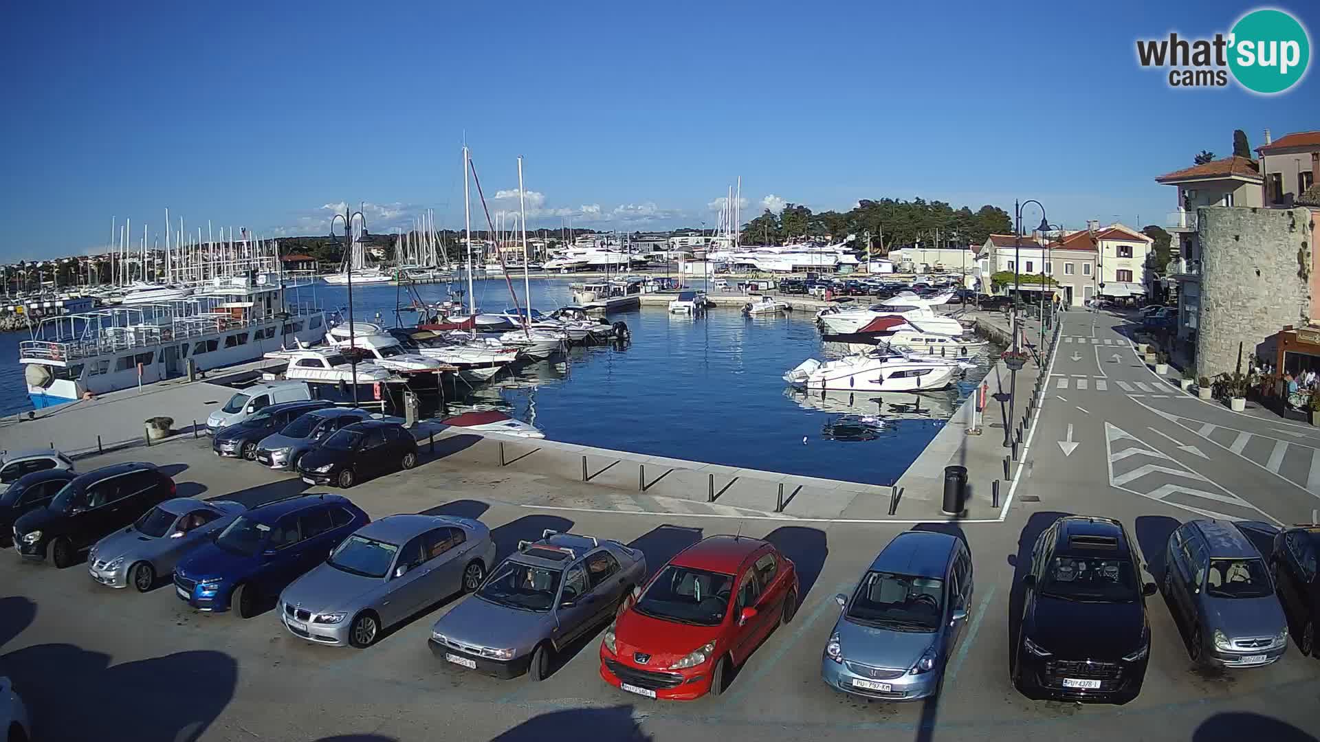 Novigrad | Porporela marina