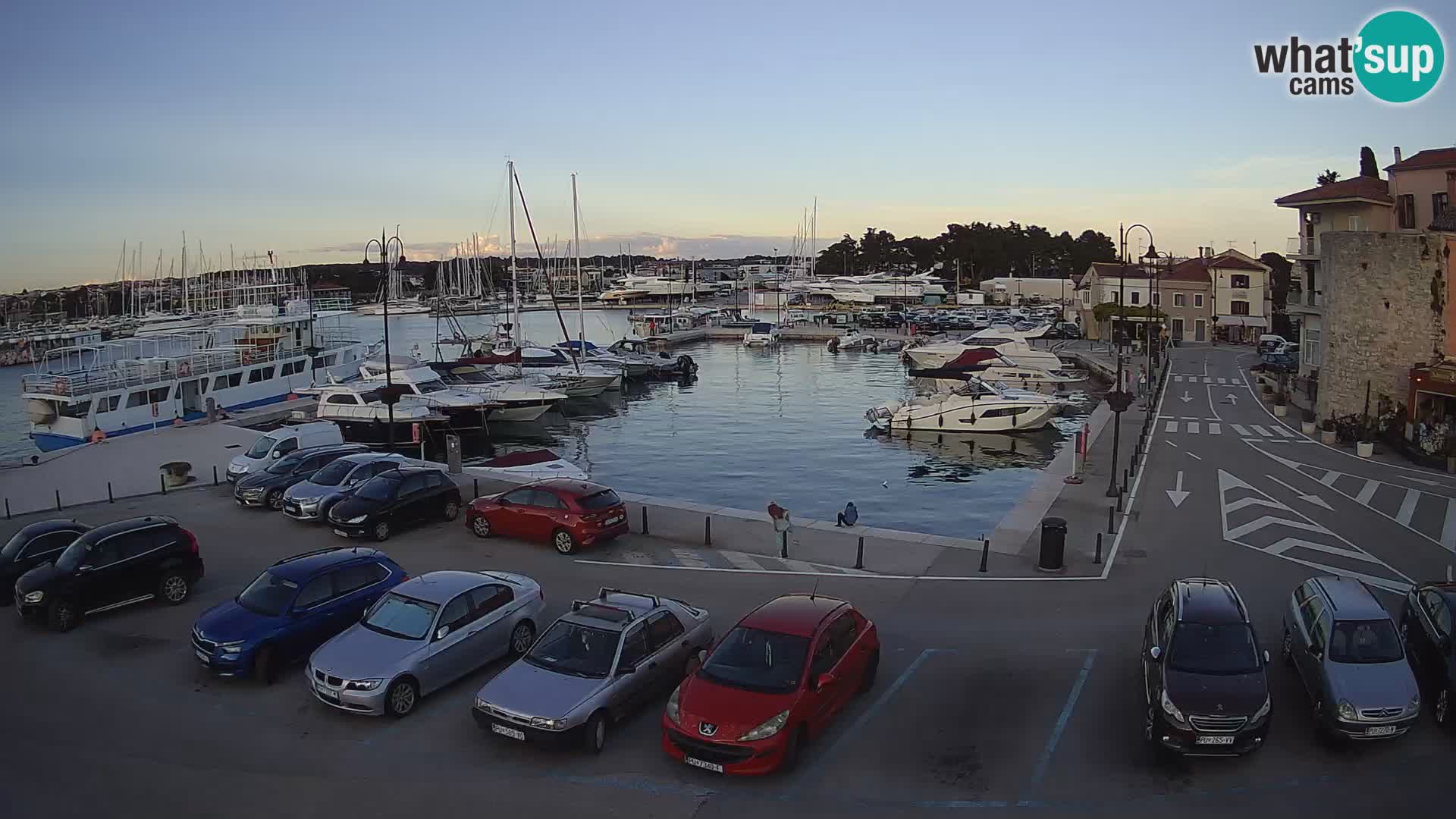 Novigrad | Porporela marina