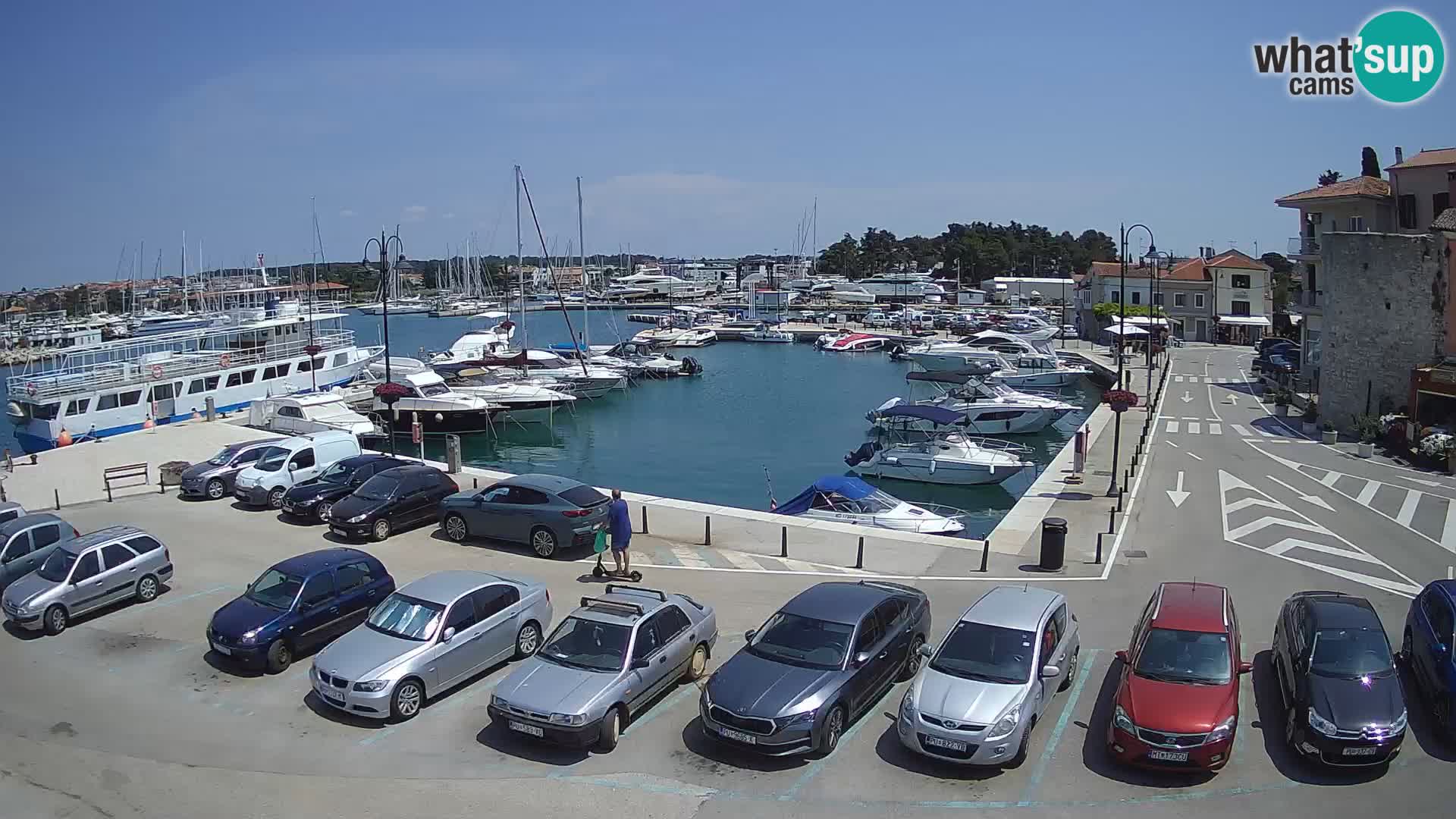Novigrad | Porporela marina