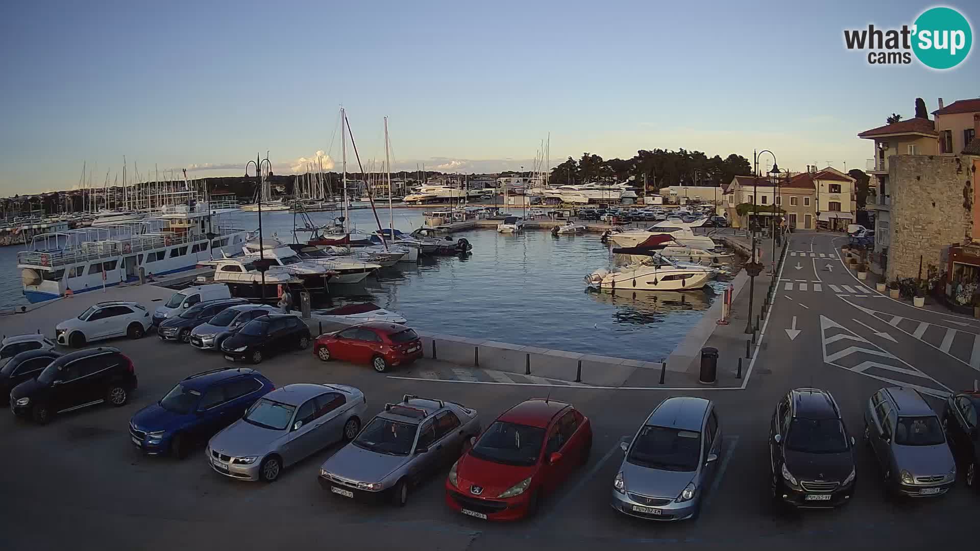 Novigrad | Porporela marina