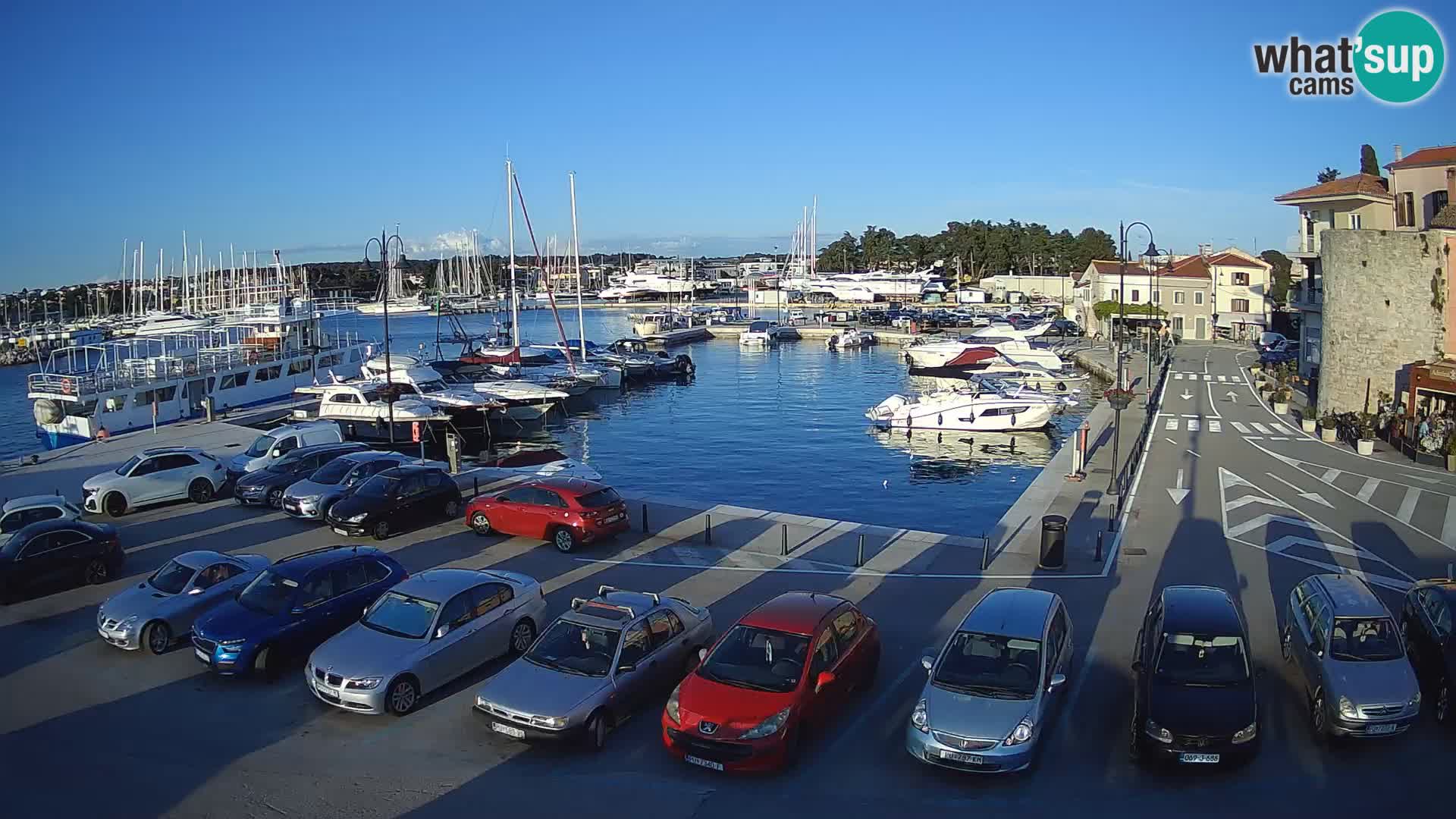 Novigrad | Porporela marina