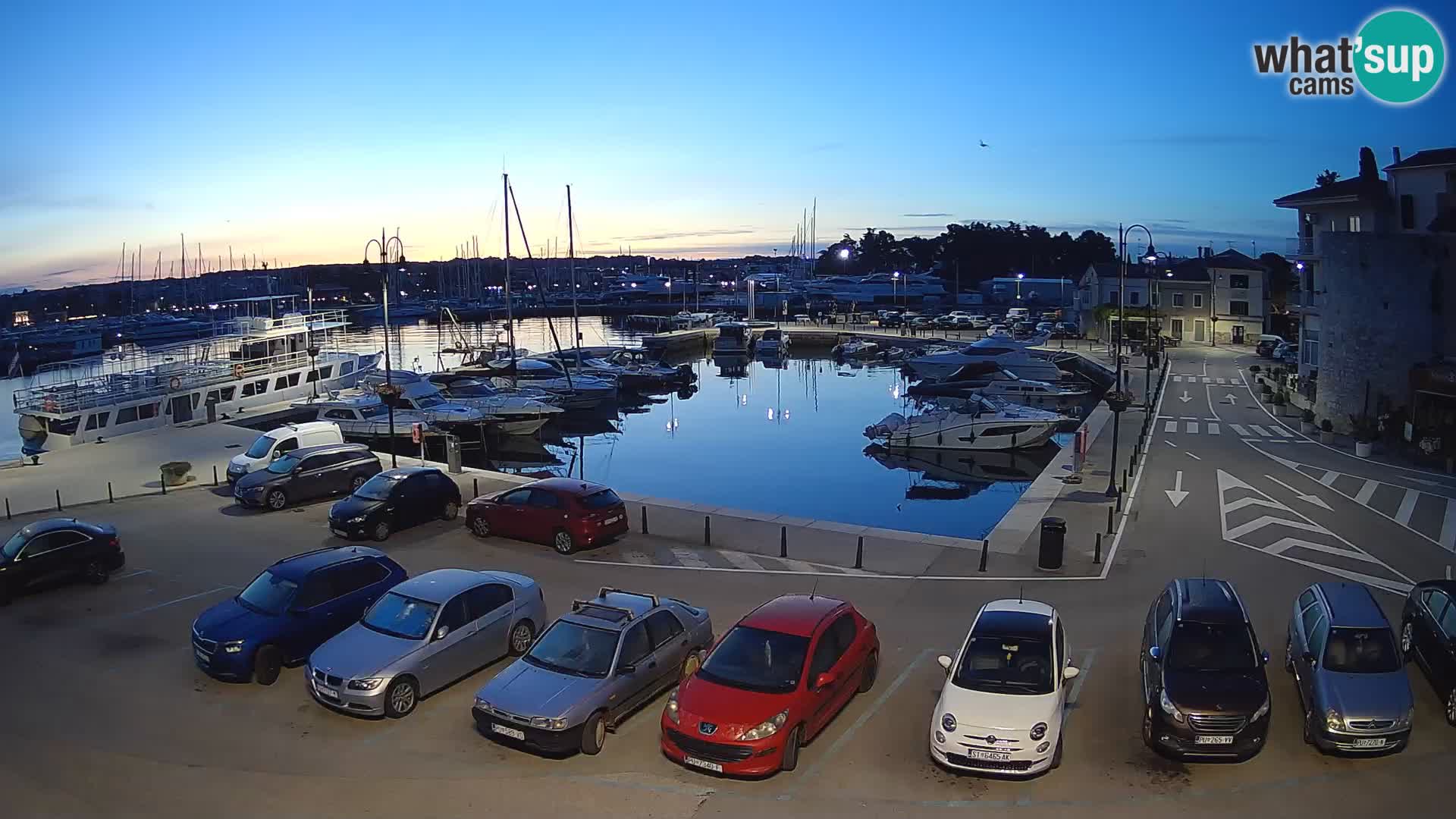 Novigrad | Porporela marina