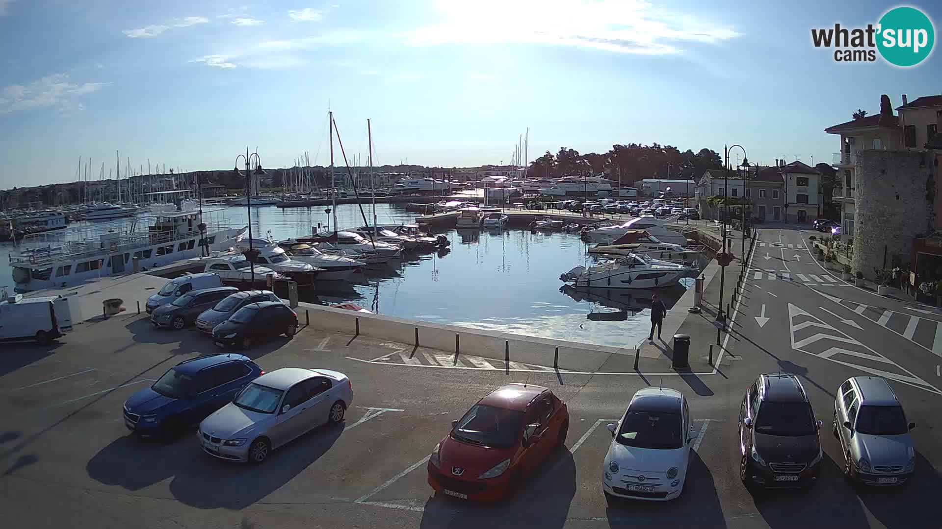 Novigrad | Porporela marina