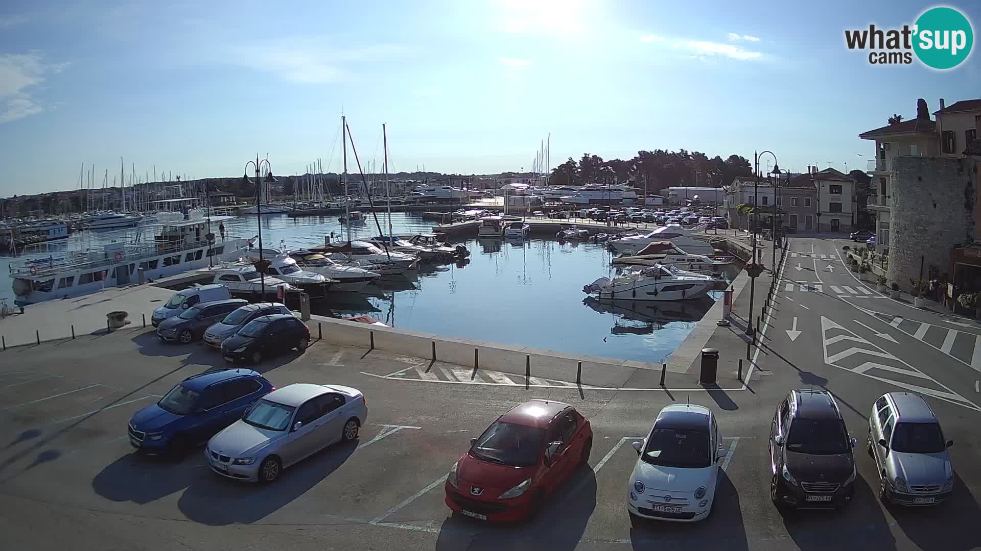 Novigrad | Porporela marina