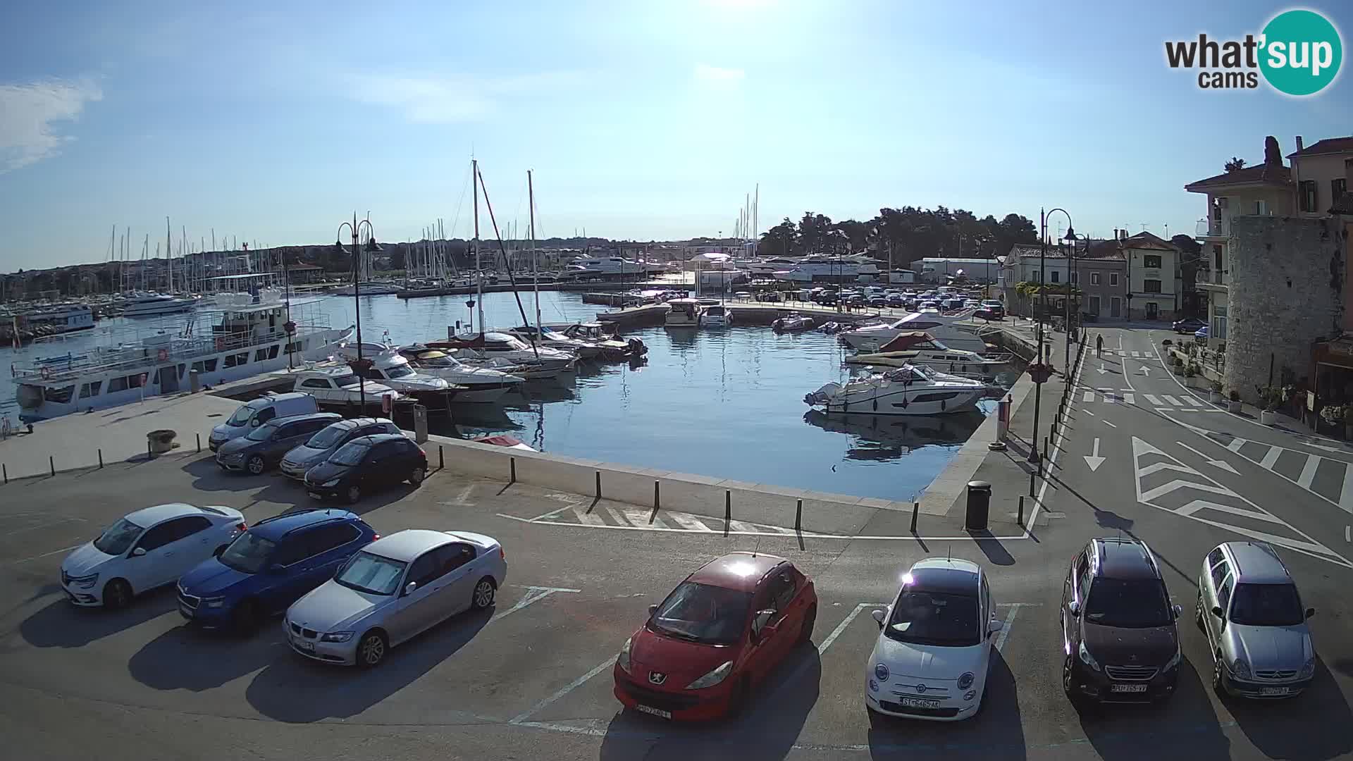 Novigrad | Porporela marina