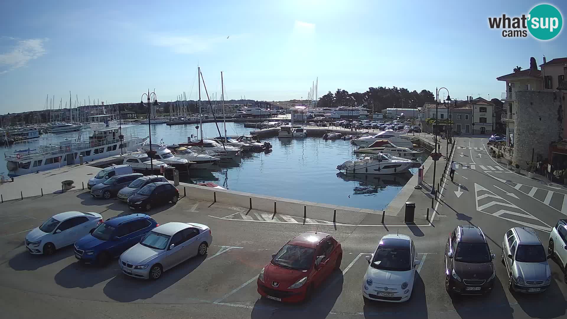 Novigrad | Porporela marina