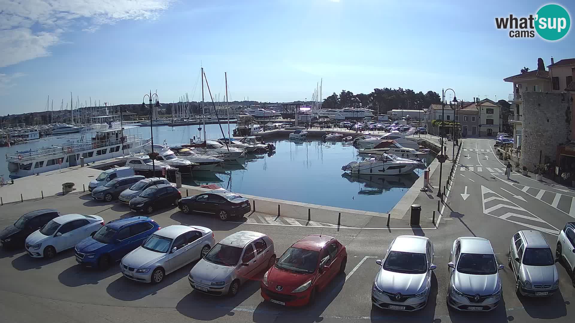 Novigrad | Porporela marina