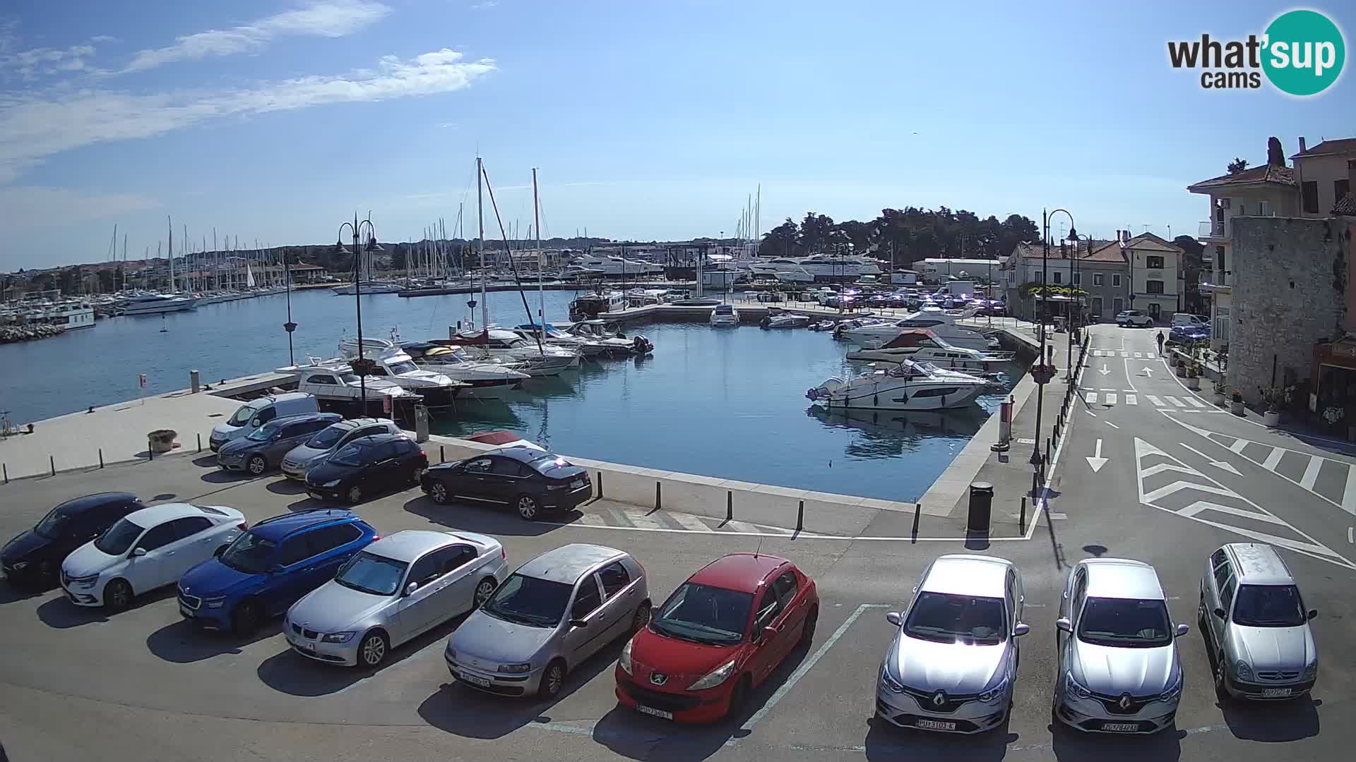 Novigrad | Porporela marina