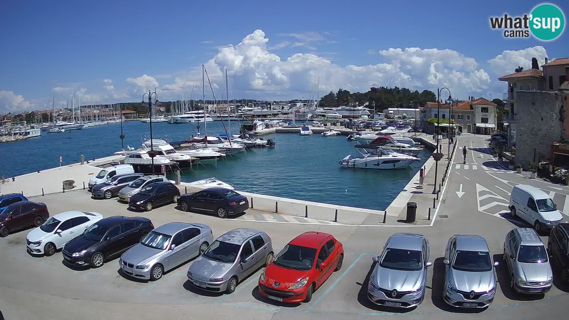Novigrad | Porporela marina
