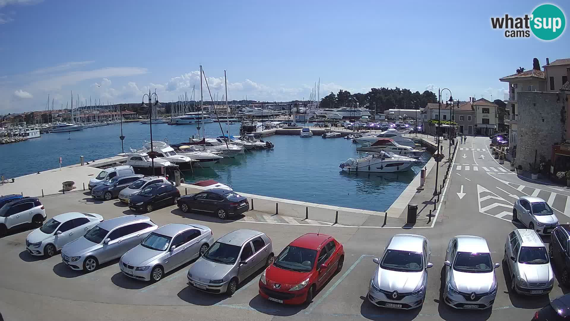 Novigrad | Porporela marina